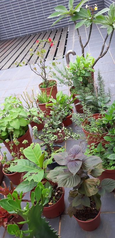 頂樓植物